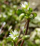 Stellaria media