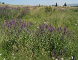 Salvia deserta