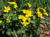 Caltha palustris