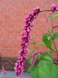 Persicaria orientalis