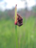 Juncus conglomeratus