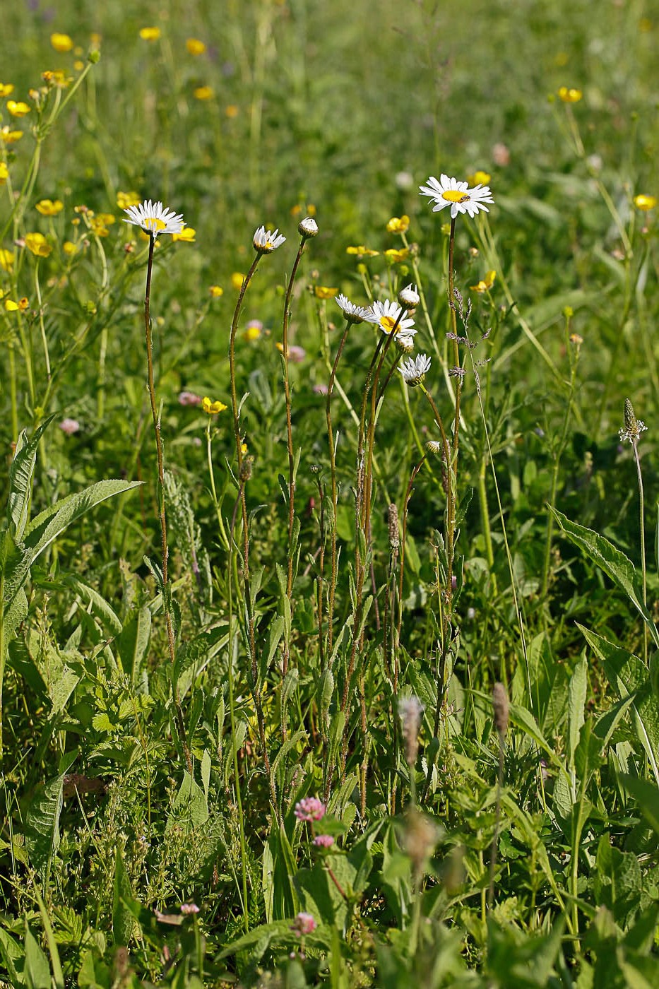 Изображение особи Leucanthemum ircutianum.