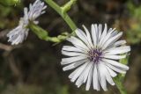 Lactuca tuberosa