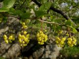 Berberis amurensis. Ветвь с соцветиями и листьями. Приморье, окр. г. Находка, мыс Пассека, на скалах. 29.05.2016.