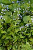 Brunnera sibirica