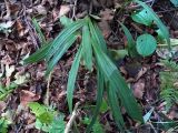Carex siderosticta. Вегетирующее растение. Владивосток, о. Русский, лес. 10.09.2016.
