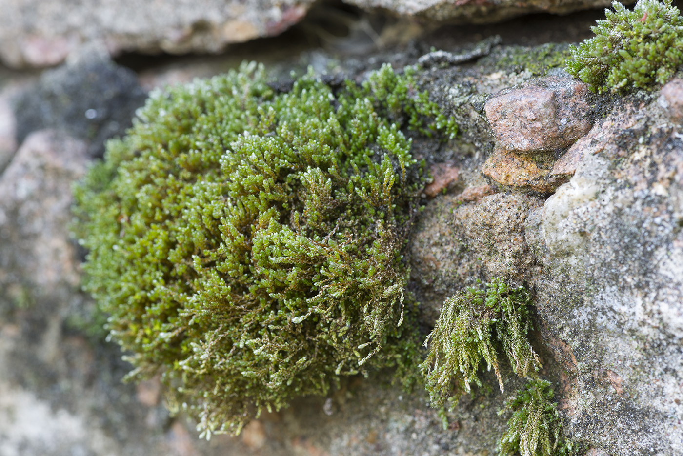 Изображение особи Bryum argenteum.