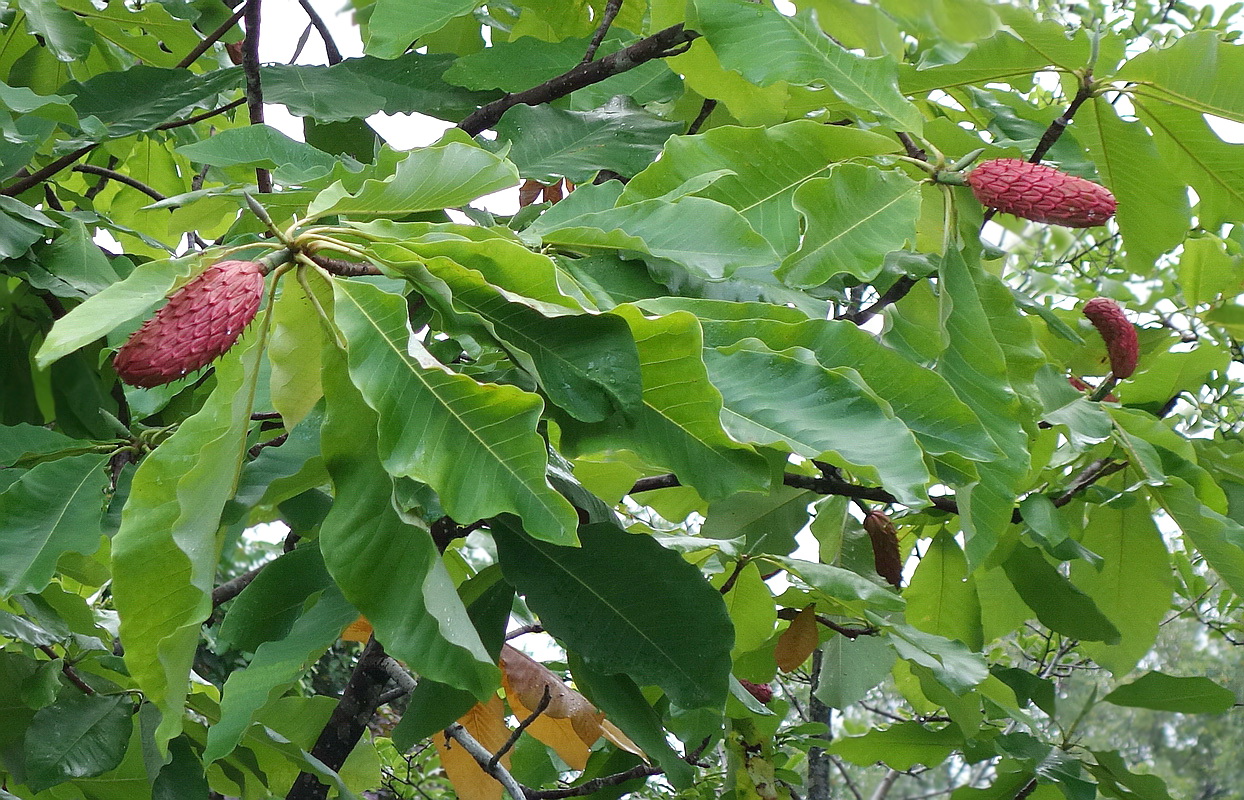 Изображение особи Magnolia hypoleuca.