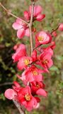 Chaenomeles speciosa