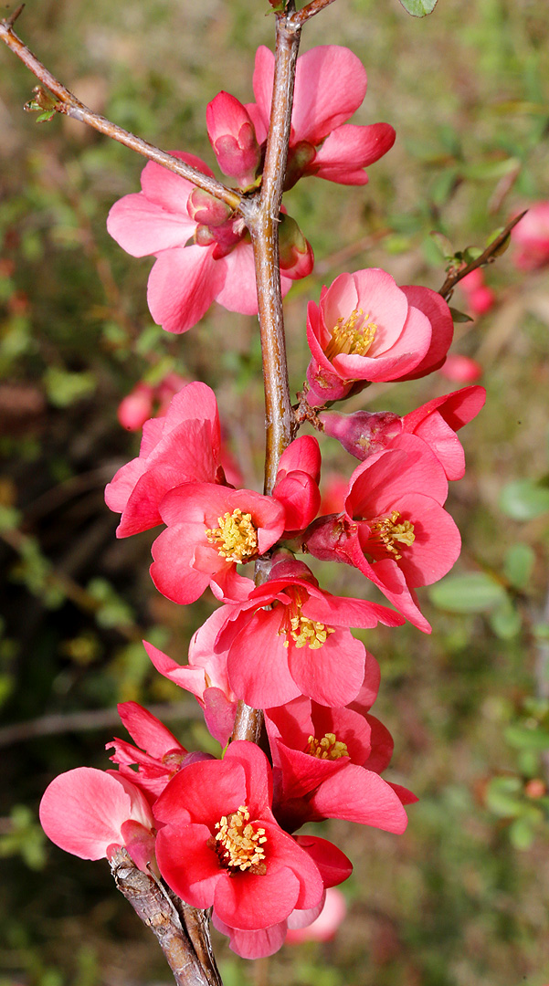 Изображение особи Chaenomeles speciosa.