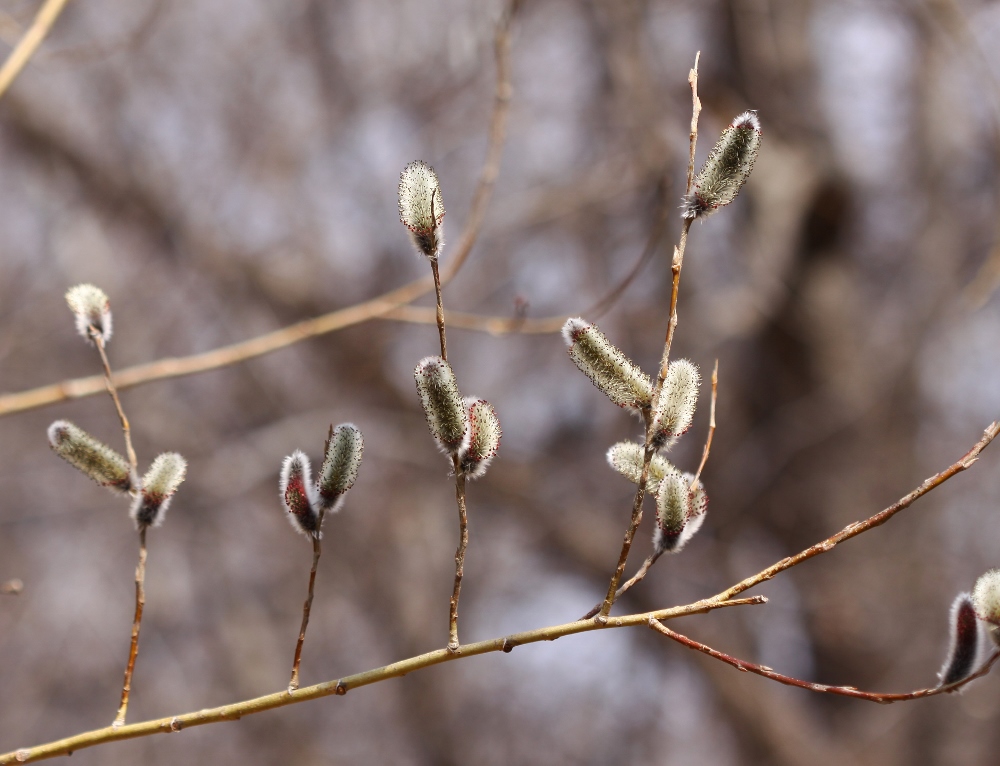 Image of Salix gracilistyla specimen.