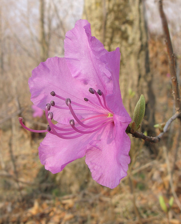 Image of Rhododendron mucronulatum specimen.