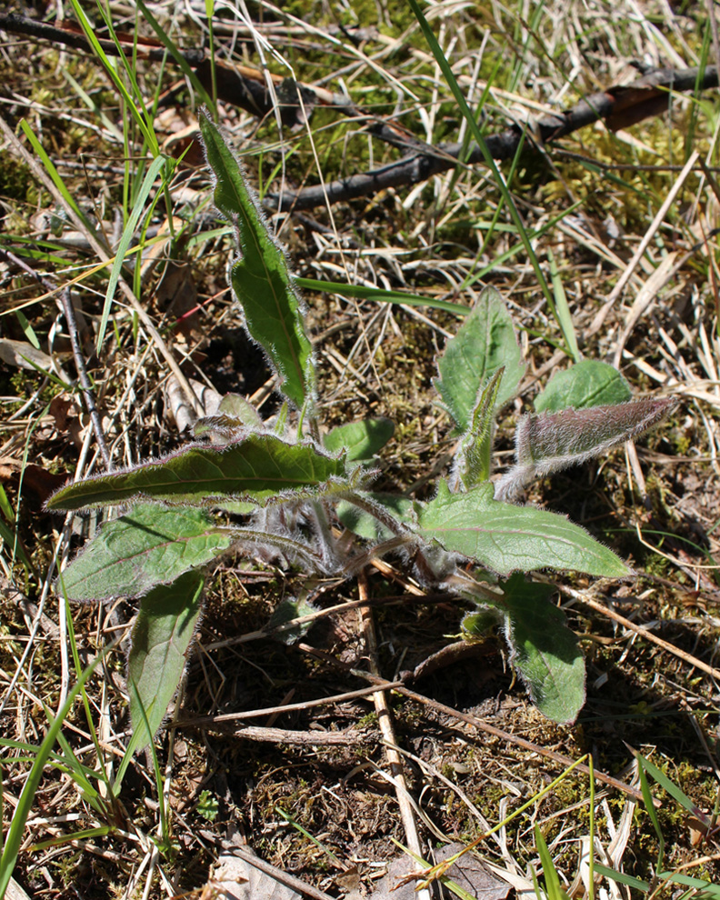 Изображение особи род Hieracium.