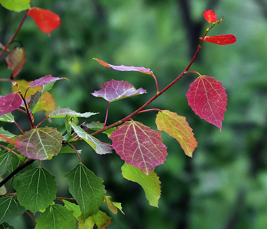 Изображение особи Populus tremula.