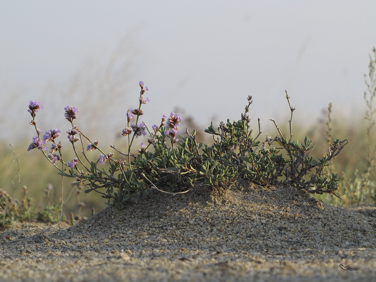 Изображение особи Limonium suffruticosum.