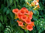 Campsis radicans. Цветки и листья. Греция, Афины, в культуре. 11.06.2009.