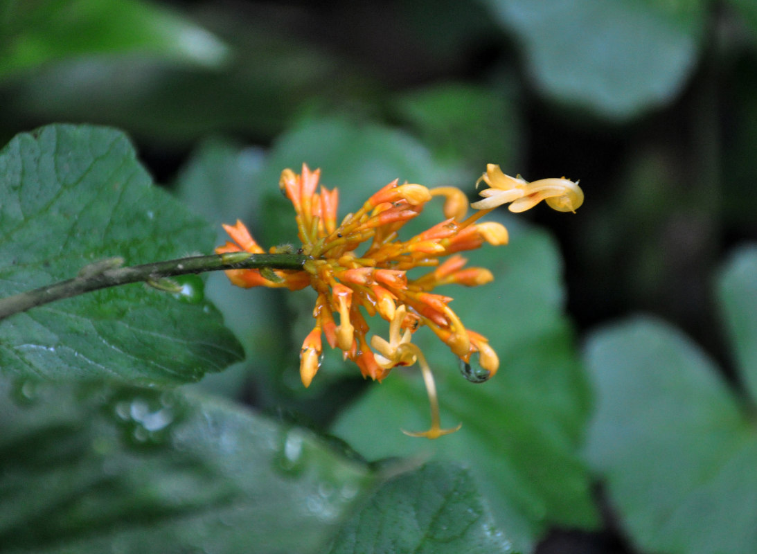 Изображение особи Globba aurantiaca.