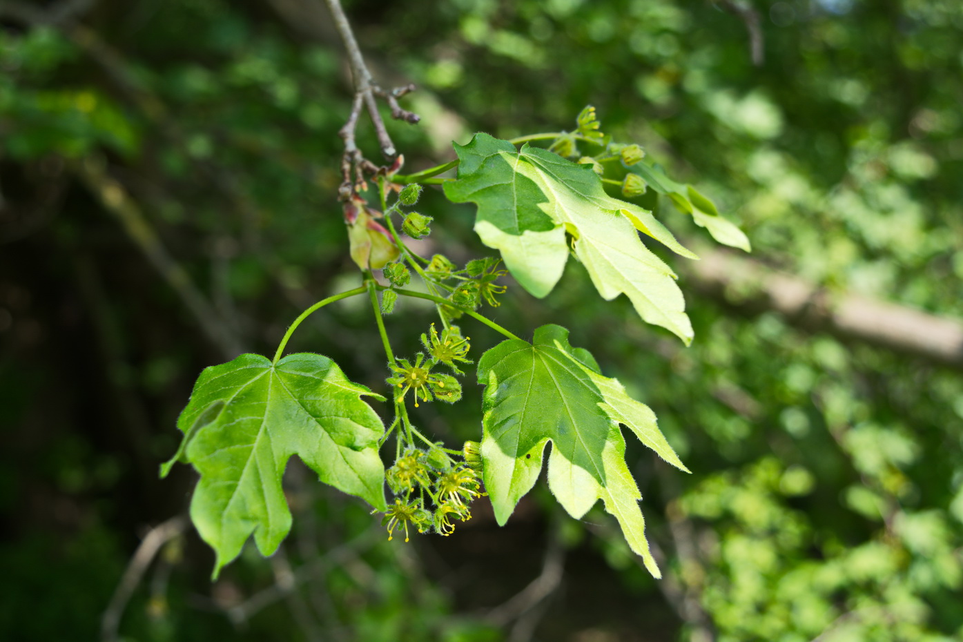 Image of Acer campestre specimen.