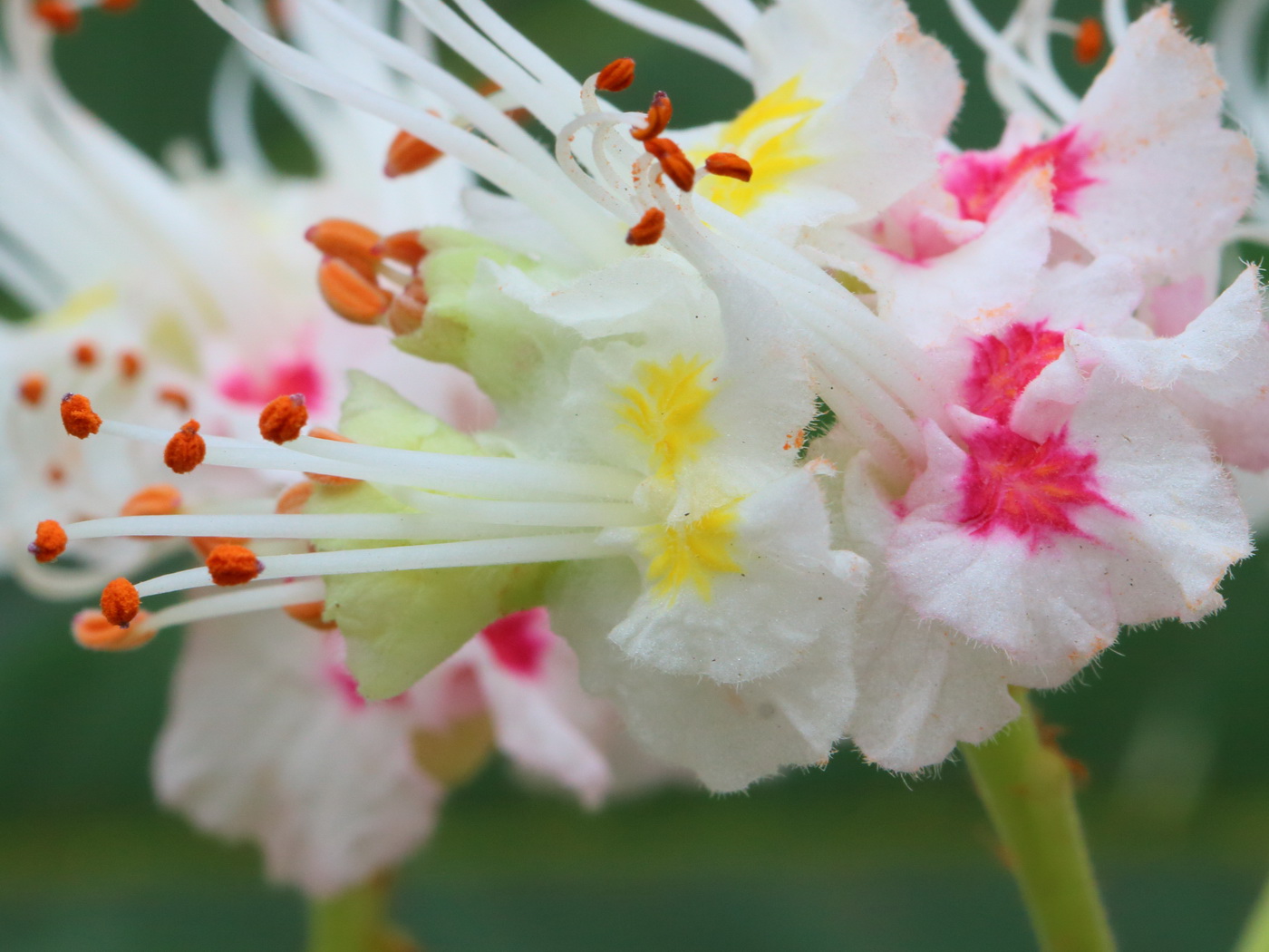 Изображение особи Aesculus hippocastanum.