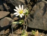 Stellaria edwardsii. Цветок. Чукотка, Чаунский р-н, окр. г. Певек, сопка Певек, щебнистый склон. 19.06.2018.