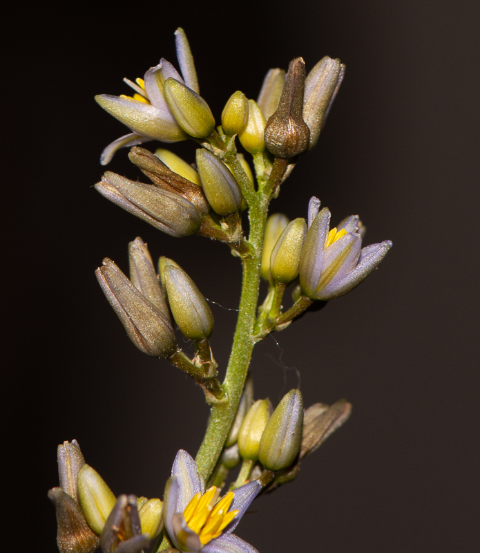 Изображение особи Dianella caerulea.