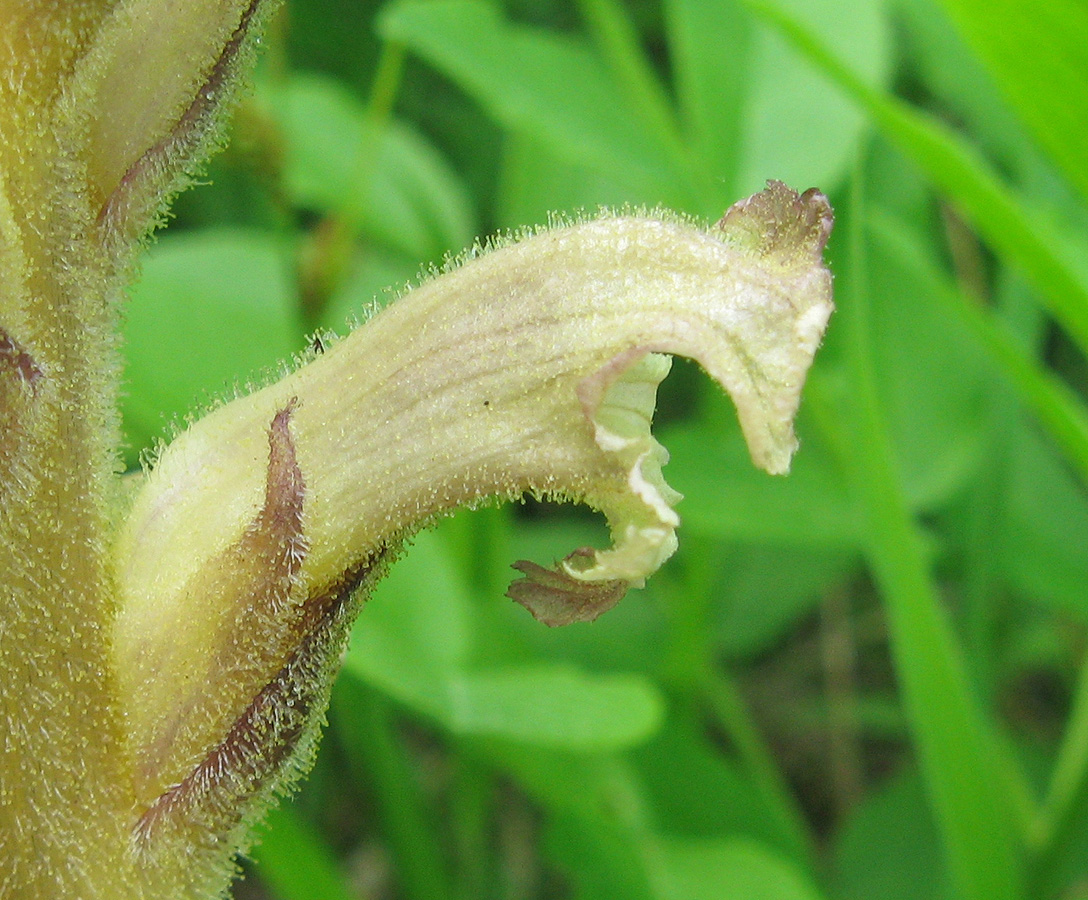 Изображение особи Orobanche lutea.