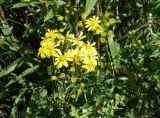 Senecio argunensis