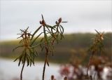 Ledum palustre. Верхушки веточек со сформировавшимися генеративными почками. Карелия, Медвежьегорский р-н, низкий заболоченный берег озера. 27.09.2019.