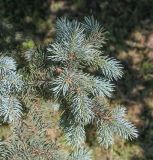 Picea pungens форма glauca. Верхушка веточки. Пермский край, г. Пермь, Свердловский р-н, ул. Комсомольский проспект (в народе эту часть улицы называют - \"Тихий компрос\", \"Спальный компрос\"), сквер у МАУК ДК \"им. Солдатова\", озеленение. 15.06.2020.