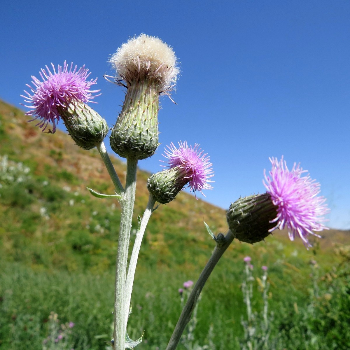 Изображение особи Cirsium incanum.