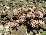 Sedum hispanicum