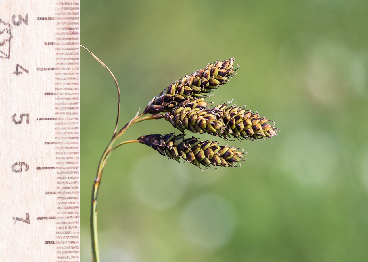 Изображение особи Carex atrata.