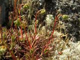 Saxifraga omolojensis