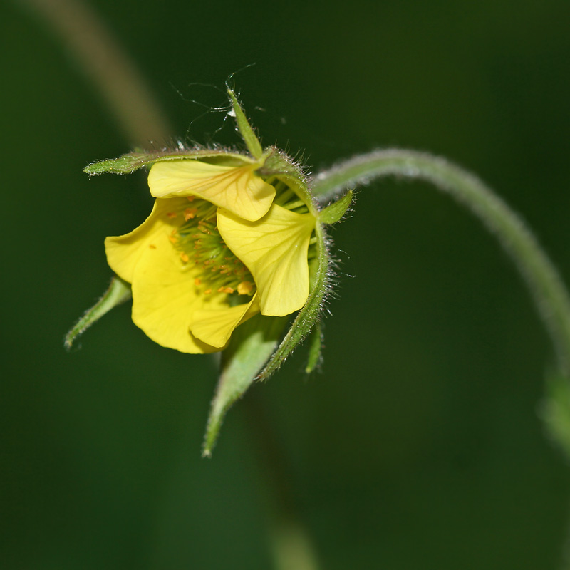 Изображение особи Geum &times; intermedium.