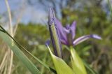 Iris ventricosa