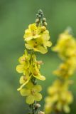 Verbascum lychnitis. Соцветие. Краснодарский край, Пшадский сельский округ, окр. с. Криница, Красная щель, луг у дороги. 10.07.2022.