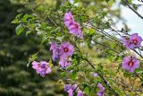 Hibiscus syriacus. Ветви с цветками. Северная Осетия, Владикавказ, в культуре. 23.07.2022.