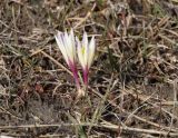 Colchicum kesselringii