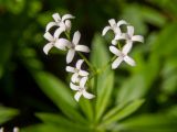 Galium odoratum. Соцветие. Тверская обл., Кимрский р-н, склон лесистой части дамбы Иваньковского вдхр. 08.06.2022.