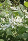 Clematis flammula. Соцветие с цветками и бутонами. ХМАО - Югра, г. Сургут, Сургутский ботанический сад. 22.07.2019.