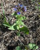 Pulmonaria mollis