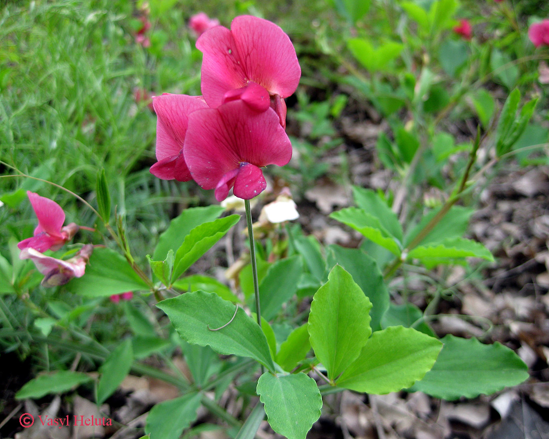 Изображение особи Lathyrus undulatus.