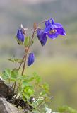 Aquilegia flabellata. Цветущее растение. Южный Сахалин, Макаровский р-н, р. Лесная, скальное обнажение. 11.06.2011.