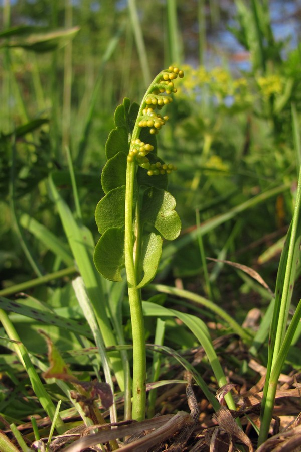 Изображение особи Botrychium lunaria.