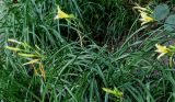 Hemerocallis minor