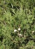 Juniperus polycarpos