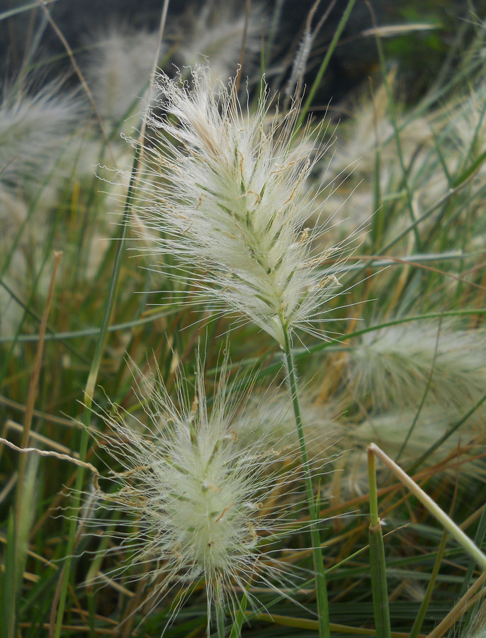 Изображение особи Pennisetum villosum.