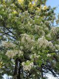 Robinia pseudoacacia. Часть кроны цветущего дерева. Украина. Одесса, в озеленении. 10.05.2013.