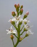 Menyanthes trifoliata. Соцветие. Московская обл., Лотошинский р-н, окр. дер. Савостино. 21.05.2013.