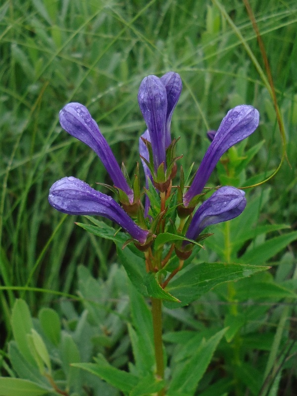 Изображение особи Lobelia sessilifolia.